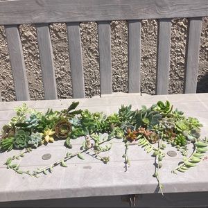 mejai succulents